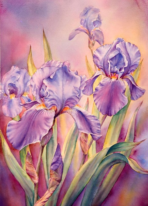 Irises at Dawn