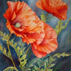 Poppies In The Wind