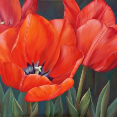 Red Tulips II